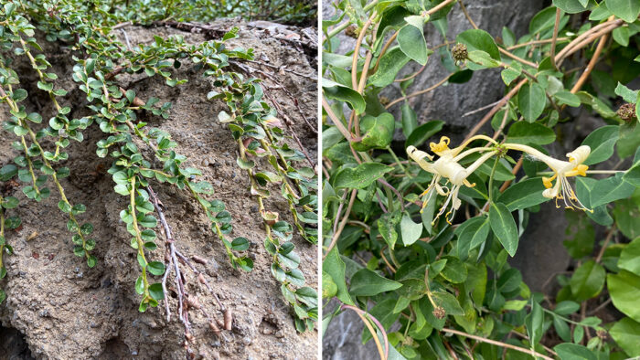 cascading plants