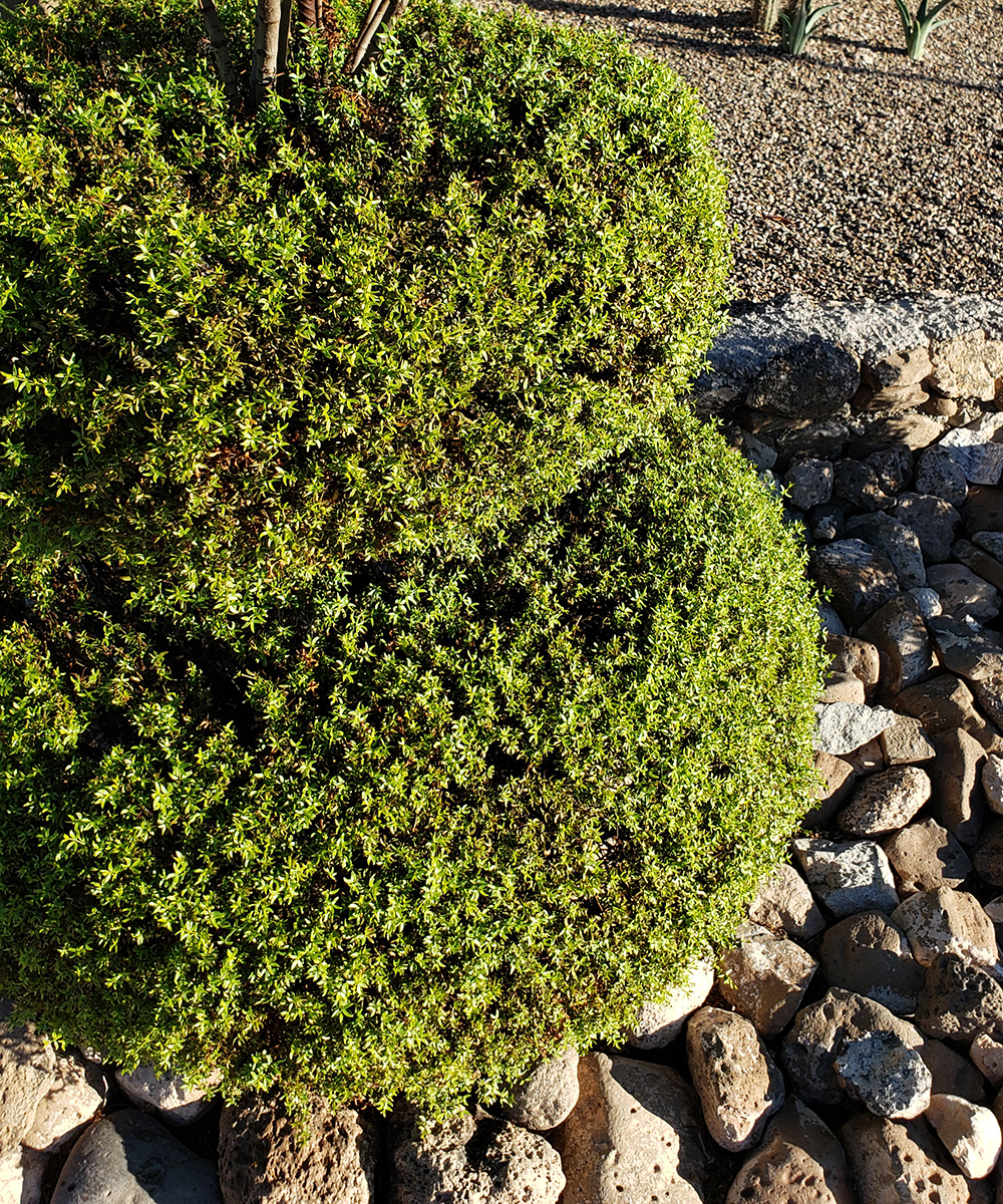 Creosote bush