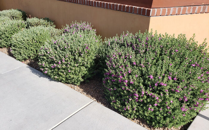 How To Incorporate Arid Native Plants In Formal Garden Designs