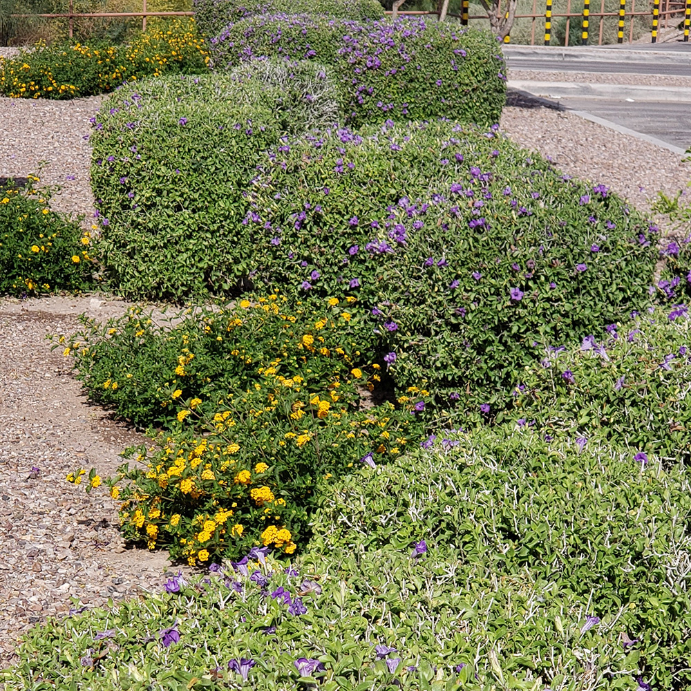 Baja ruellia