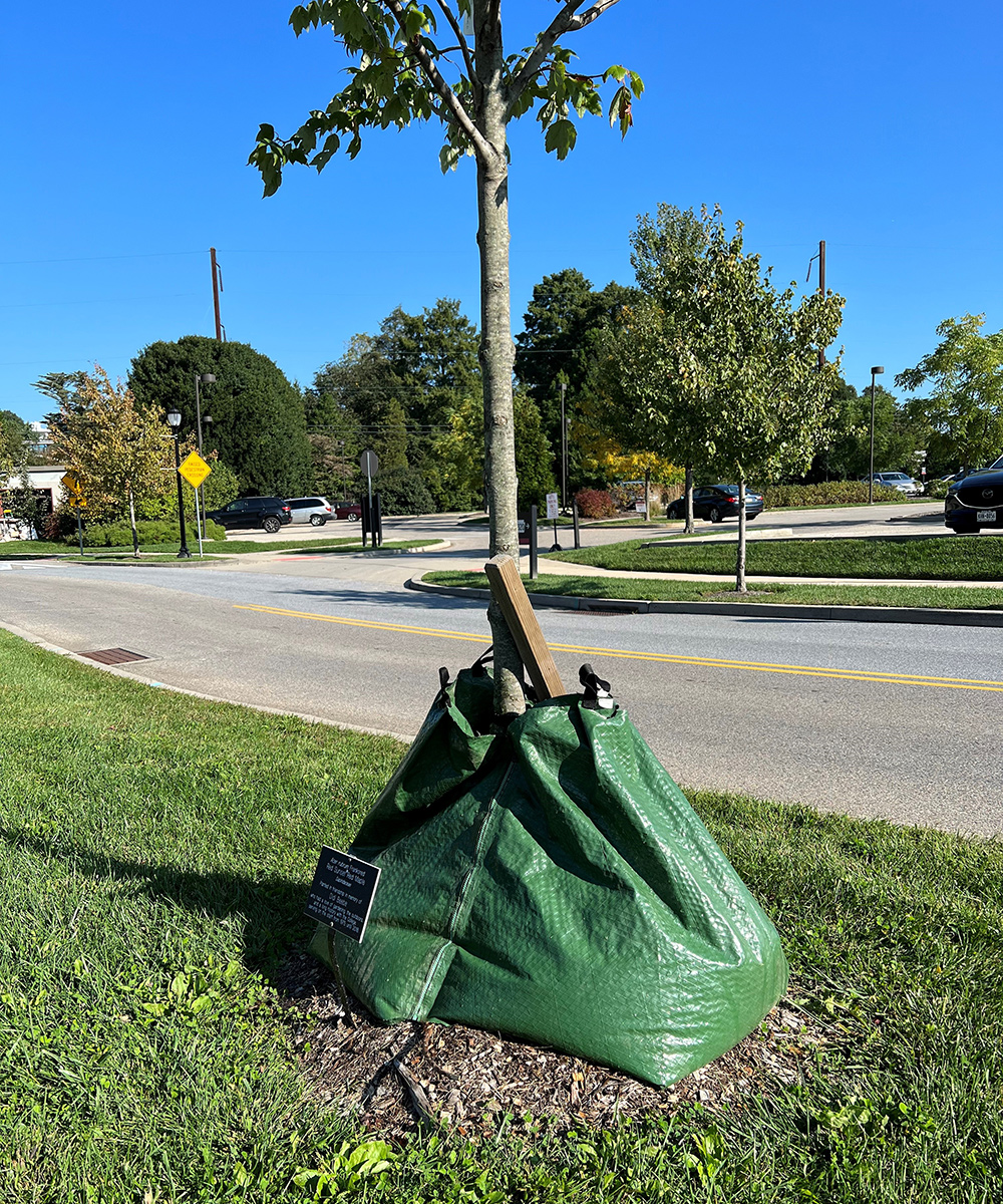 watering bag around new tree root system