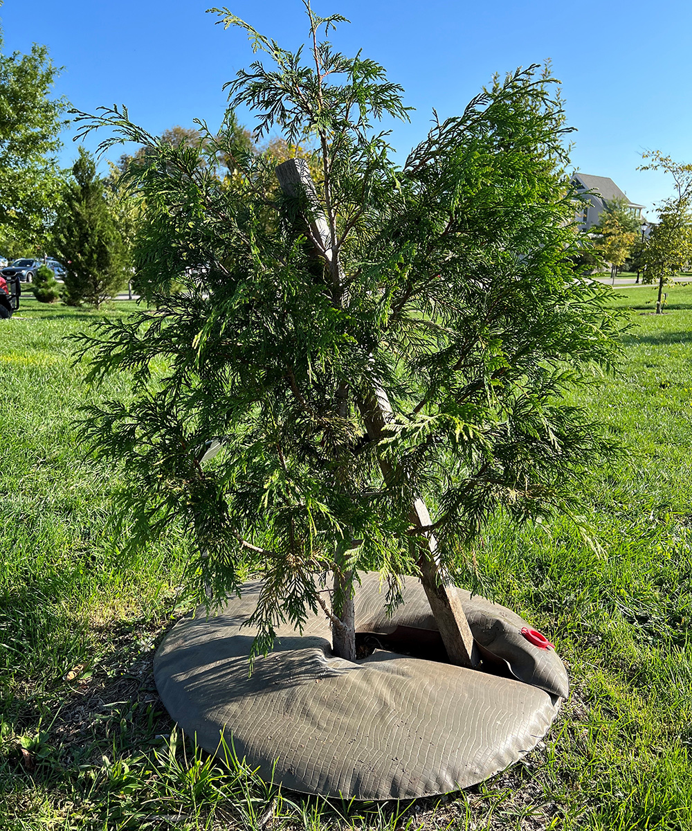 watering doughnut around a small woody plant