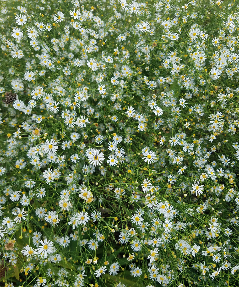 close up of smallhead doll’s daisy