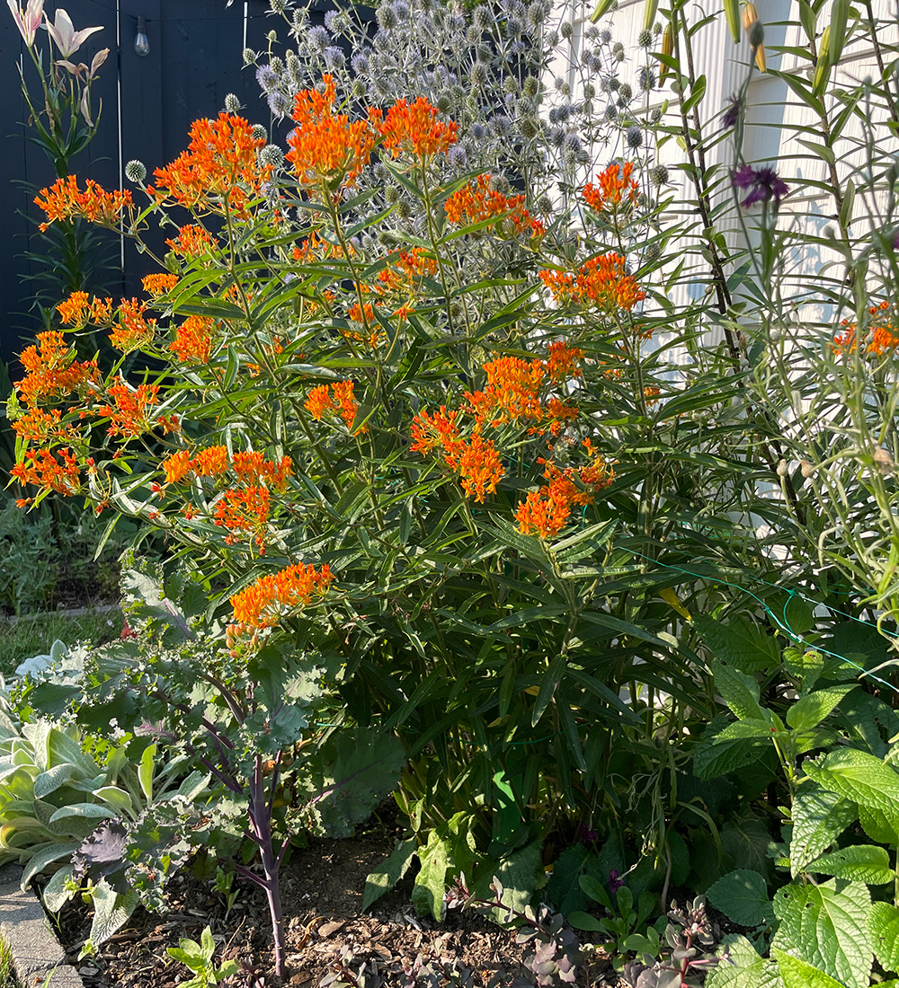 Gay Butterflies butterfly weed