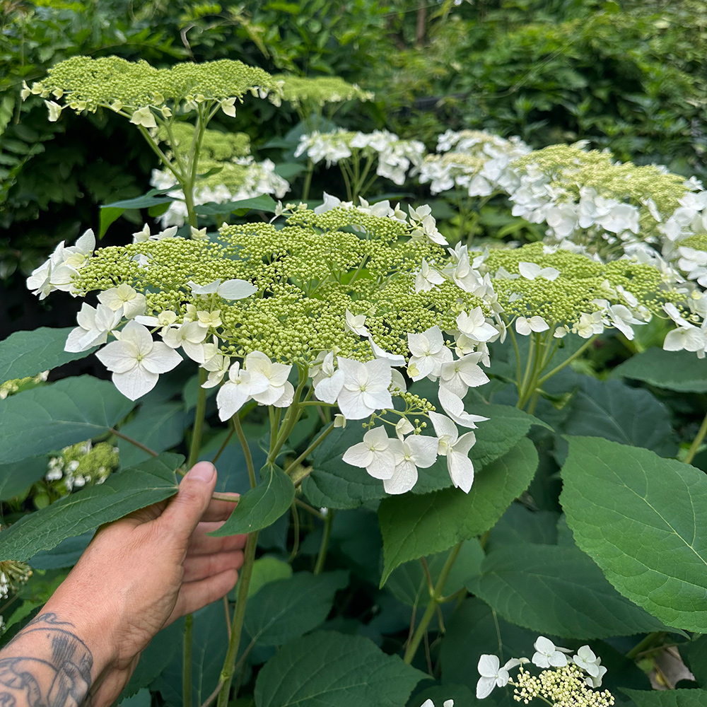 Haas Halo smooth hydrangea