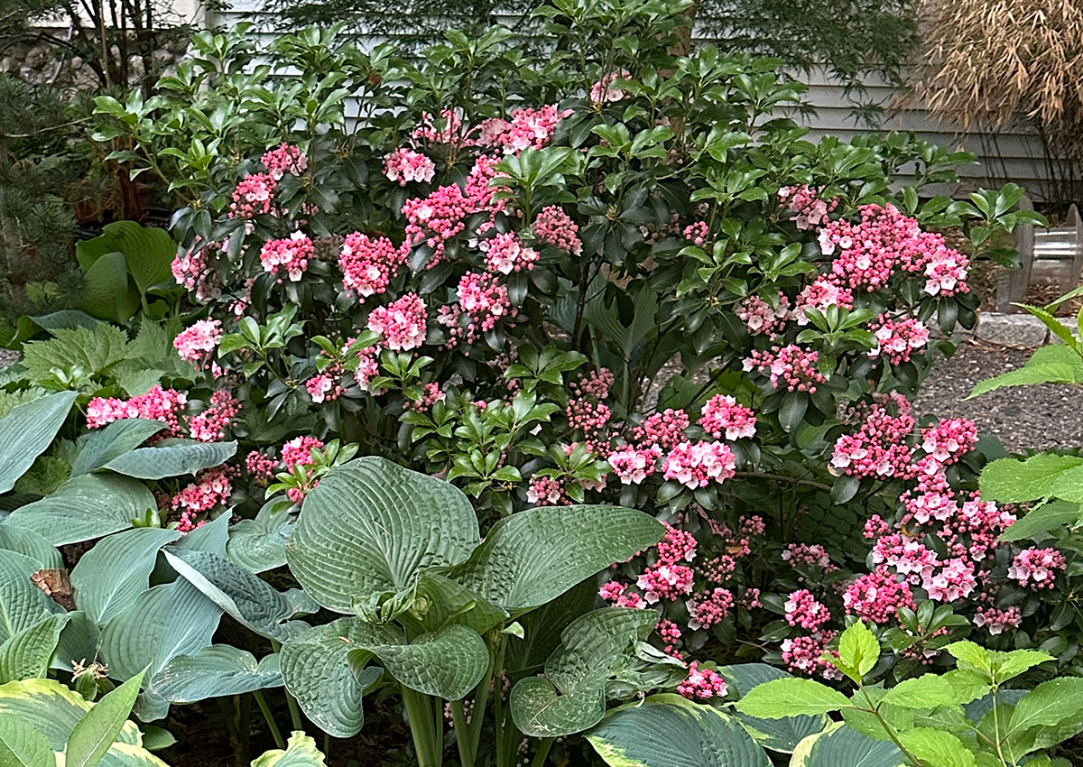 Sarah mountain laurel