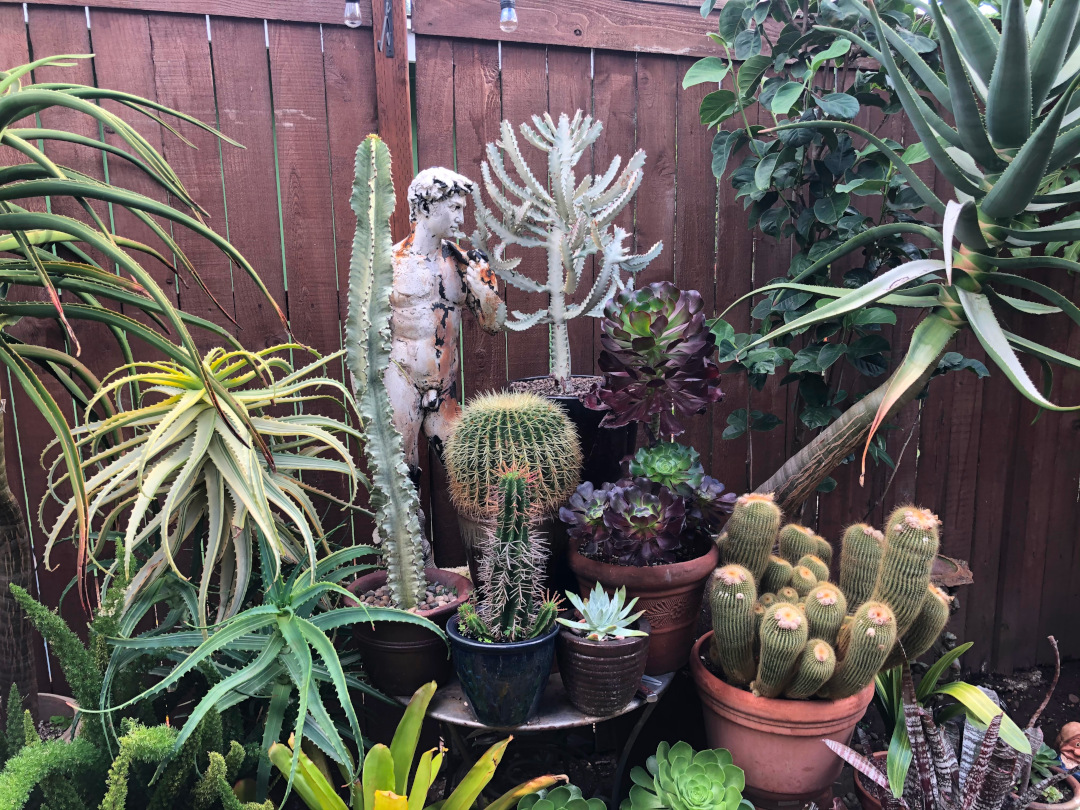 close up of various cacti and succulents in containers