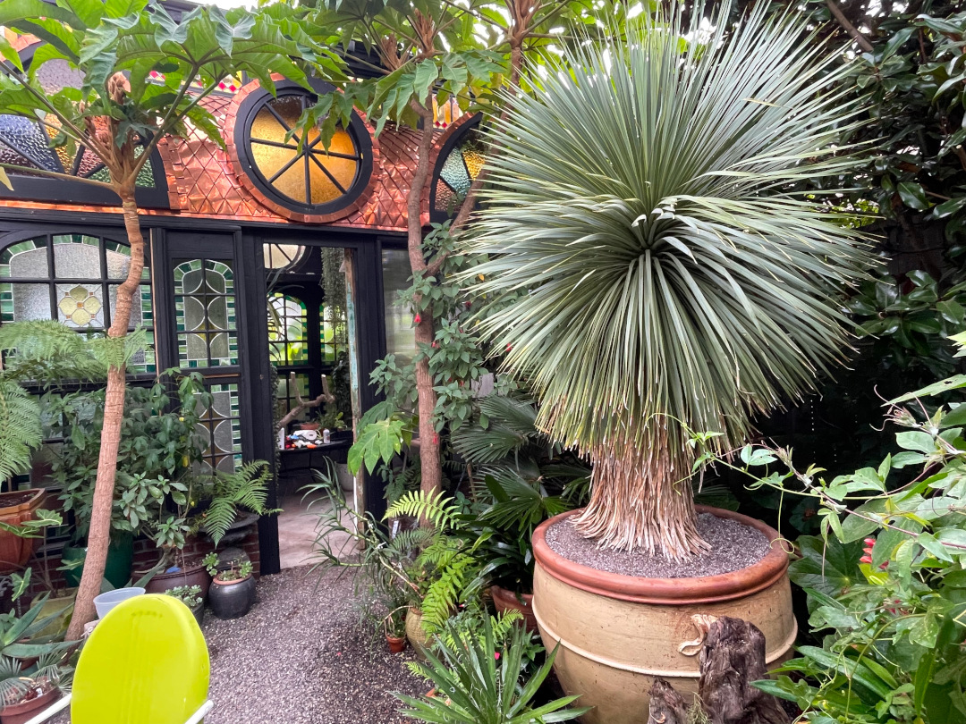 large Yucca rostrata in a pot outside a stained glass building