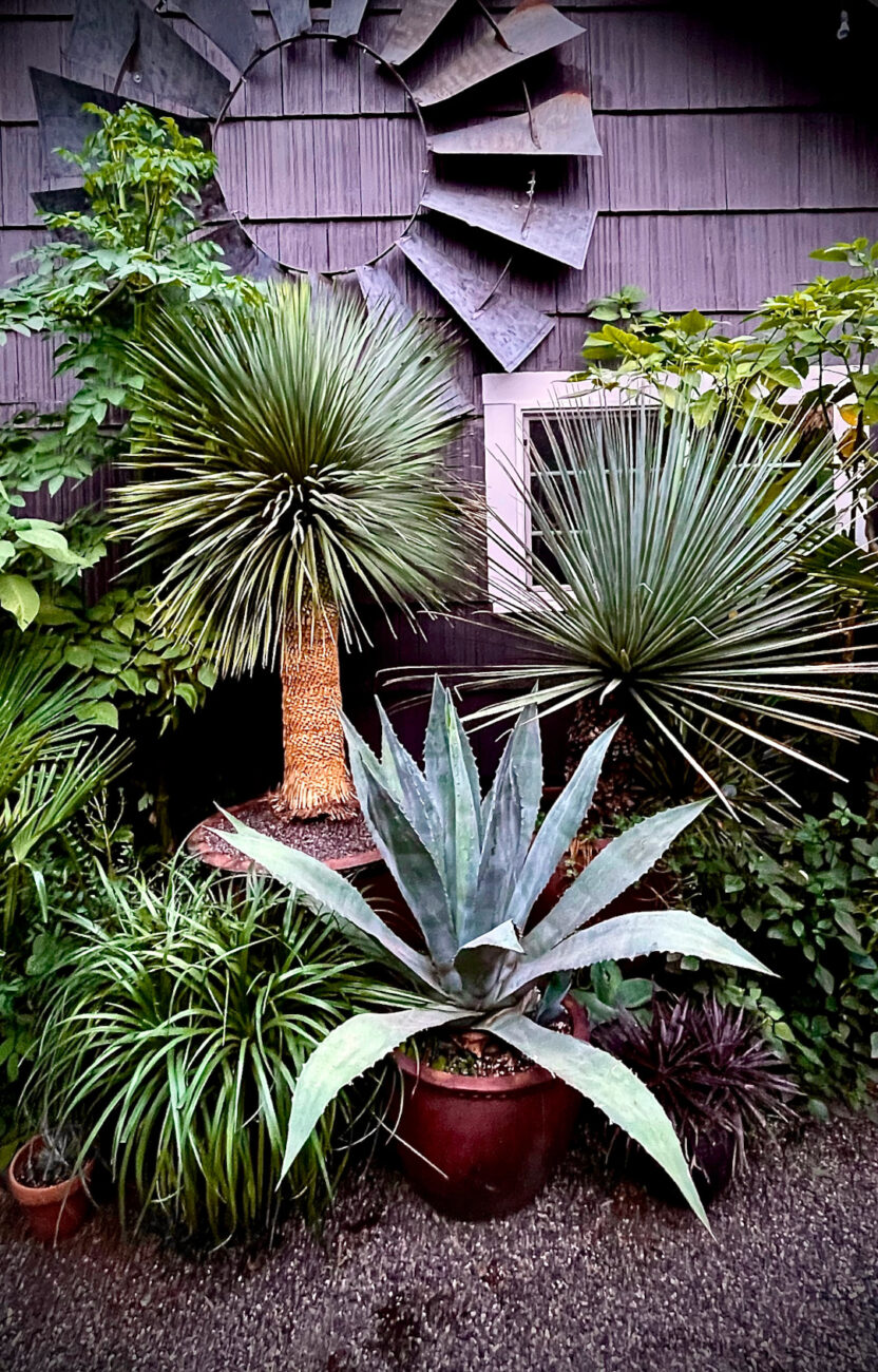 close up of spiky plants in containers