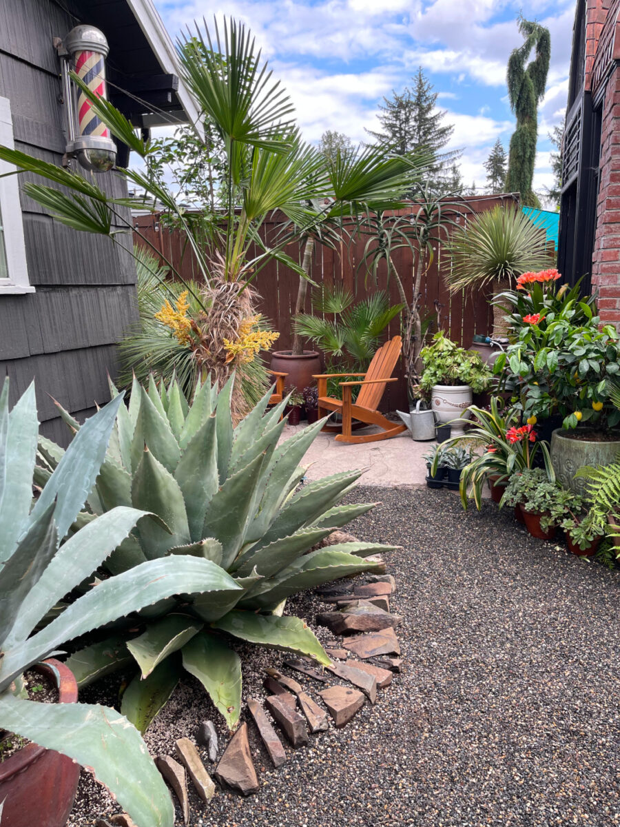 large succulent plants on side of house