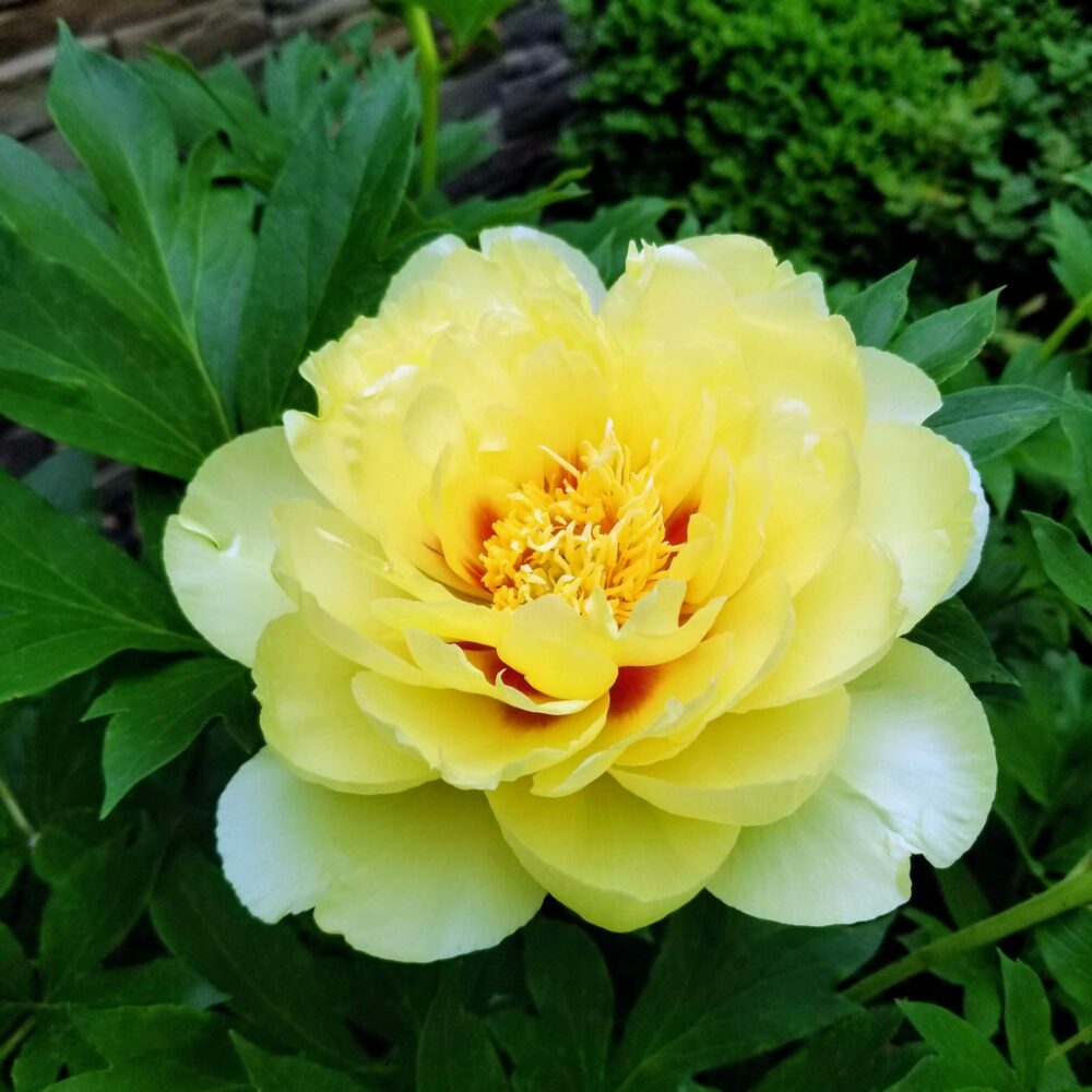 close up of yellow peony