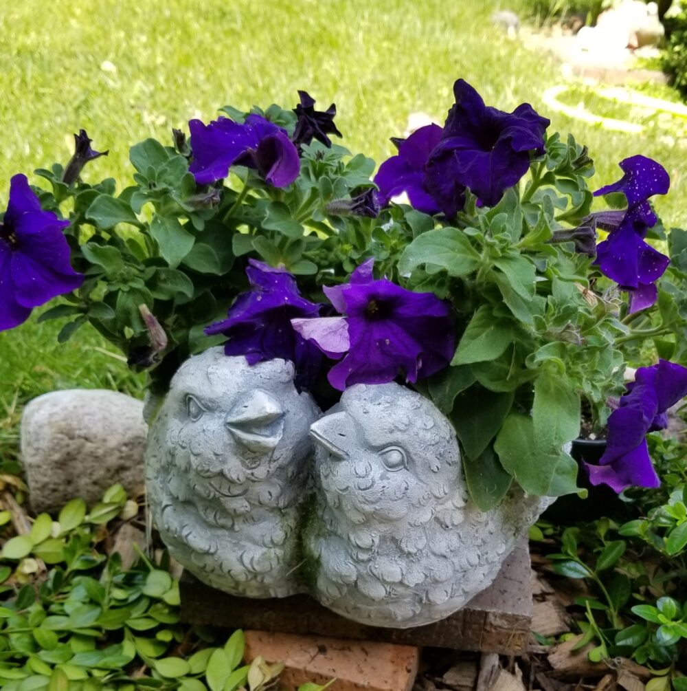 purple flowers planted in a concrete bird planter