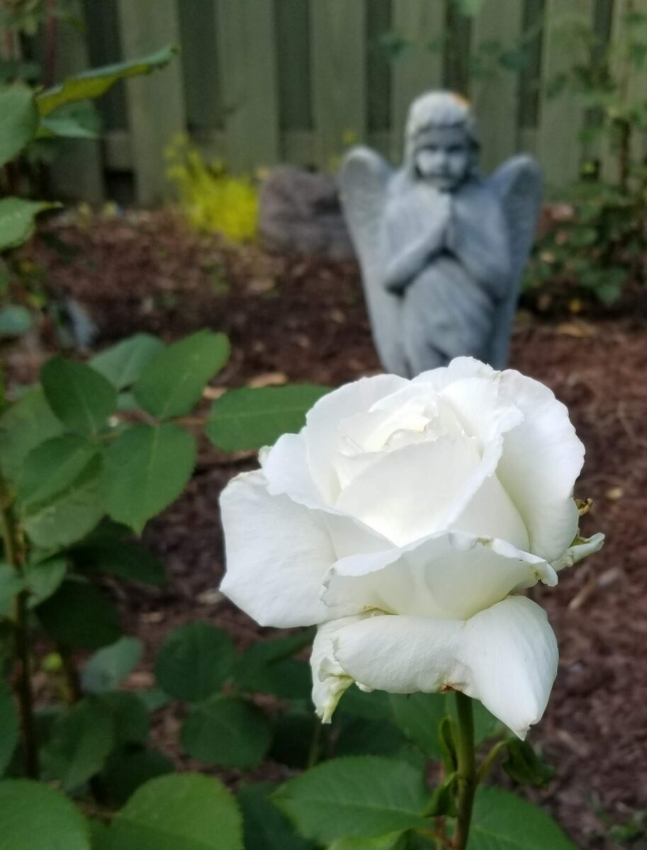 close up of white rose