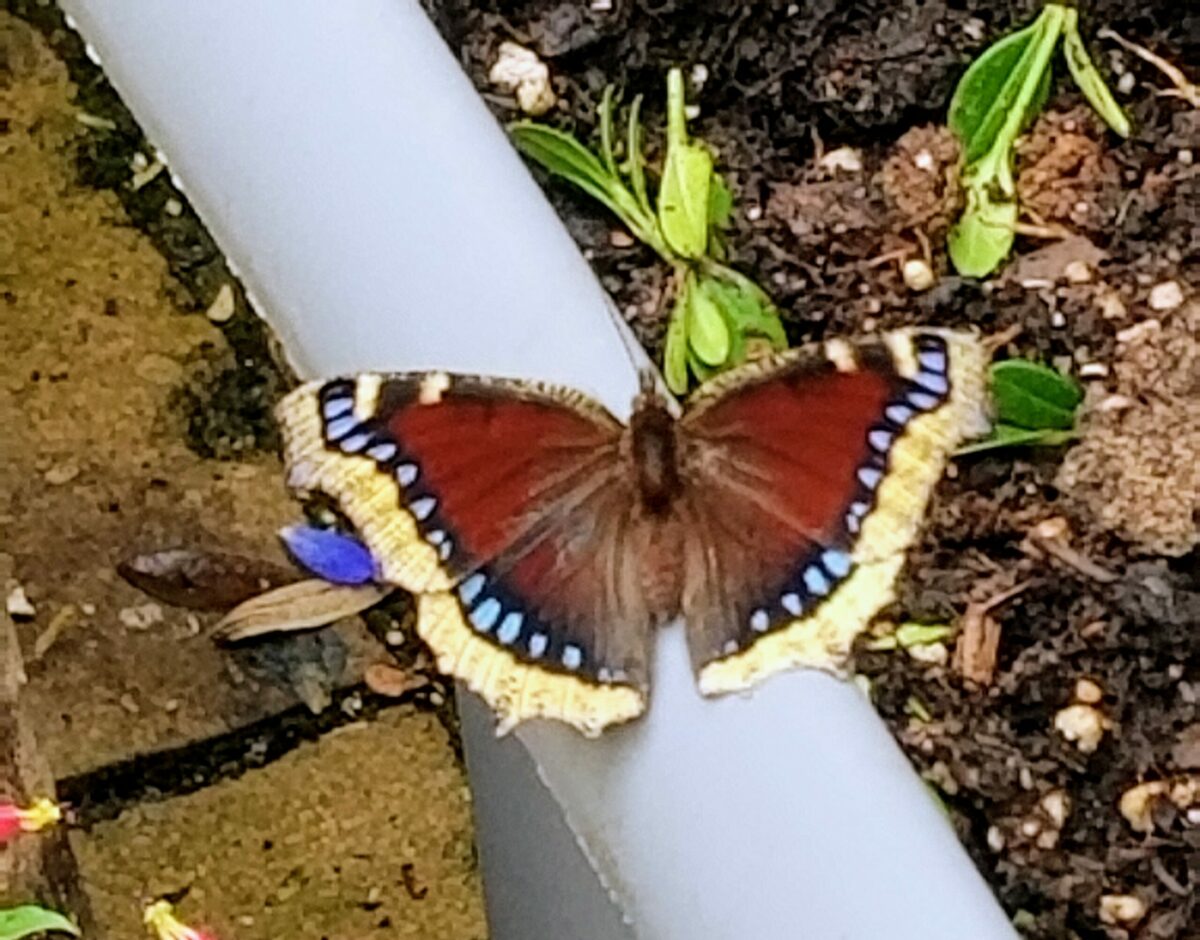 close up of cloak butterfly