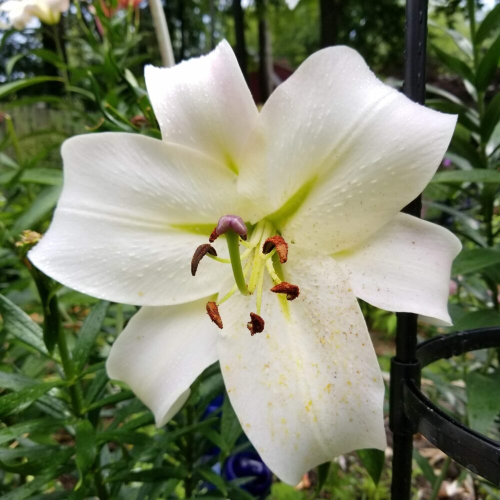 close up of white lily