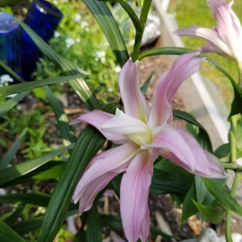 close up of pink double-flowered lily