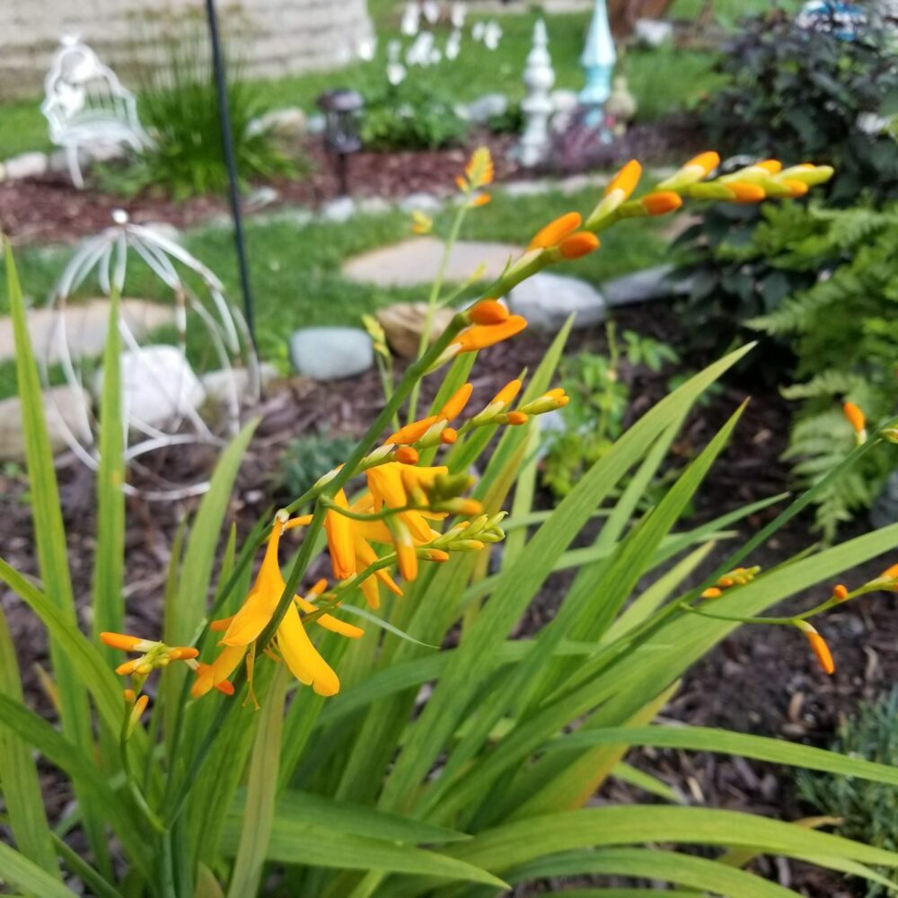 close up of bright orange crocosmias flowers