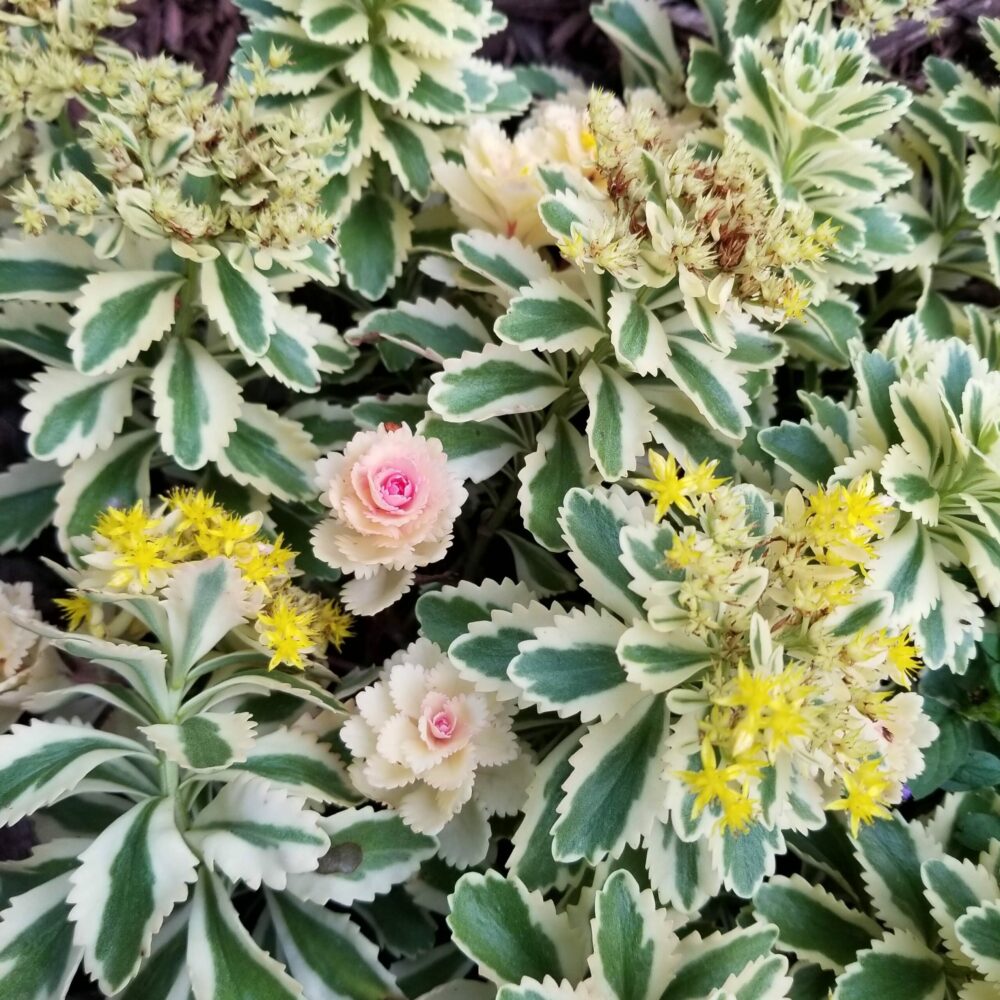 close up of sedum with variegated foliage and yellow flowers