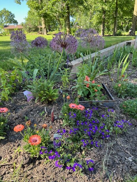 close up of pink and purple flowers in the garden