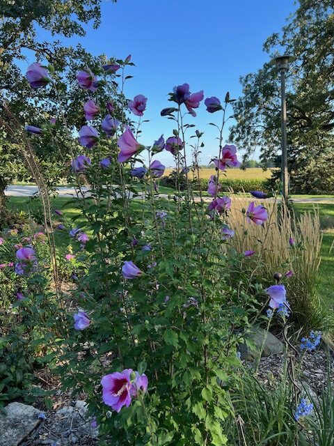 close up of pink rose of Sharon