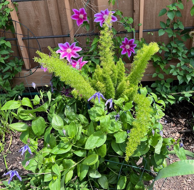 close up of pink and purple flowers and interesting foliage plant