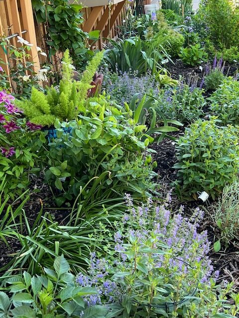 garden bed with lots of purple flowers