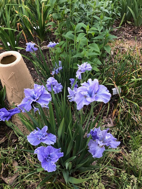 close up of light purple siberian iris