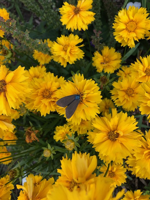 close up of moth on bright yellow coreopsis flowers