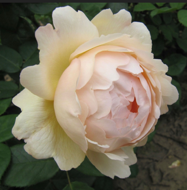 close up of light pink English-style rose