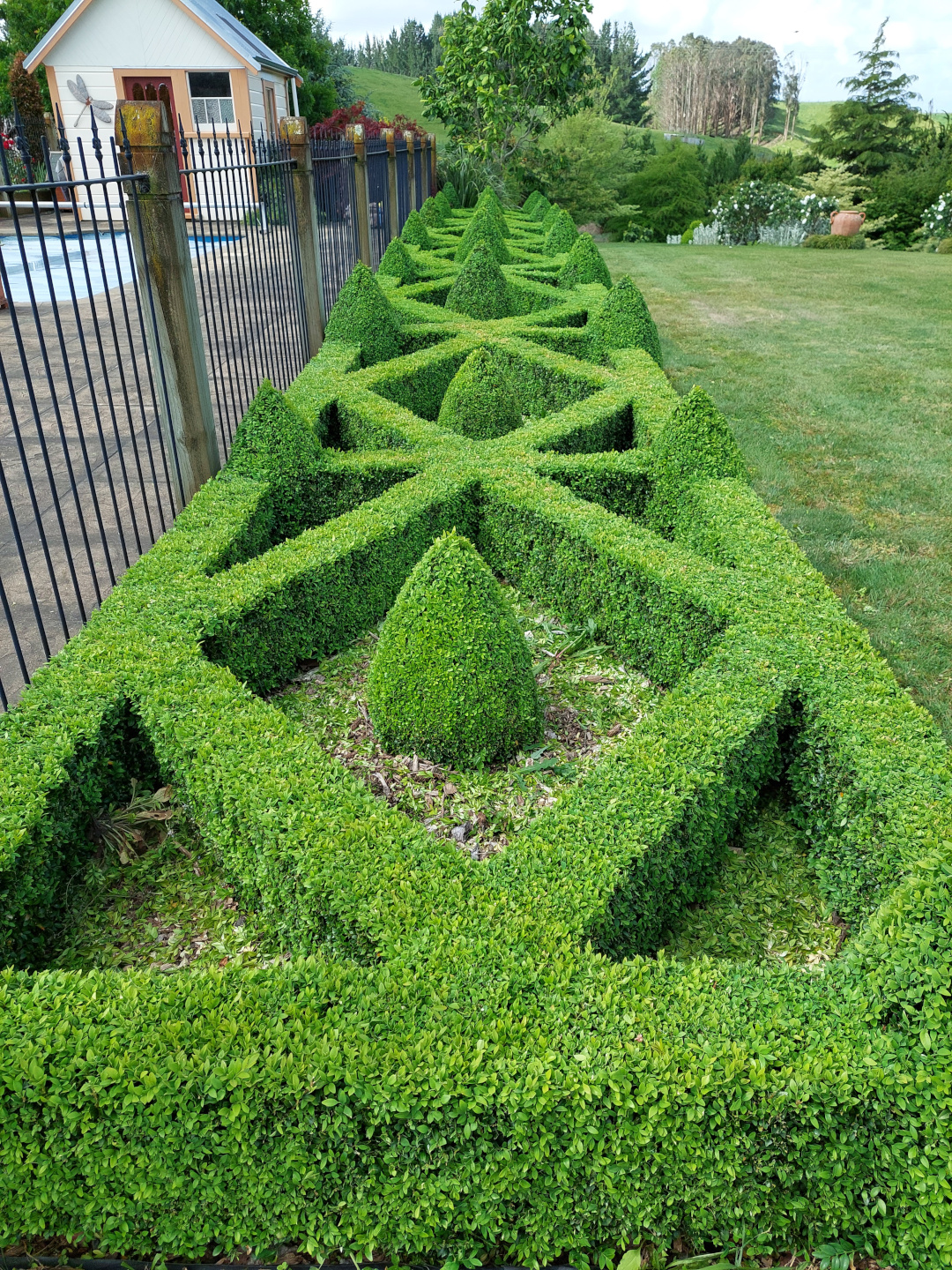 boxwood hedge trimmed into a geometric design