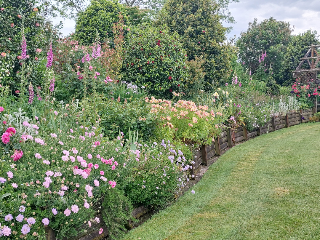 garden bed with lots of pink flowers