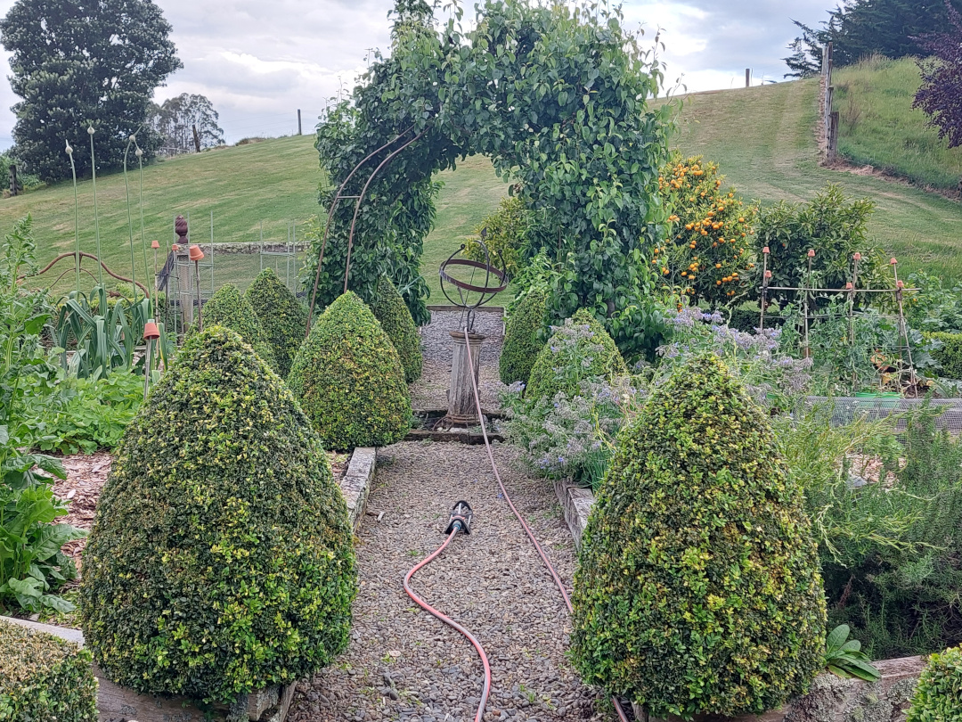 garden path leading to fruit trees growing over an arbor