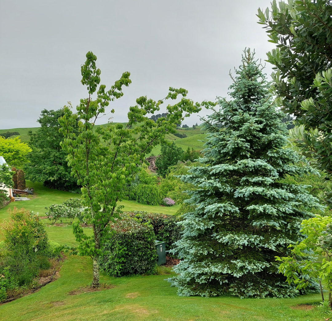 more trees in the garden