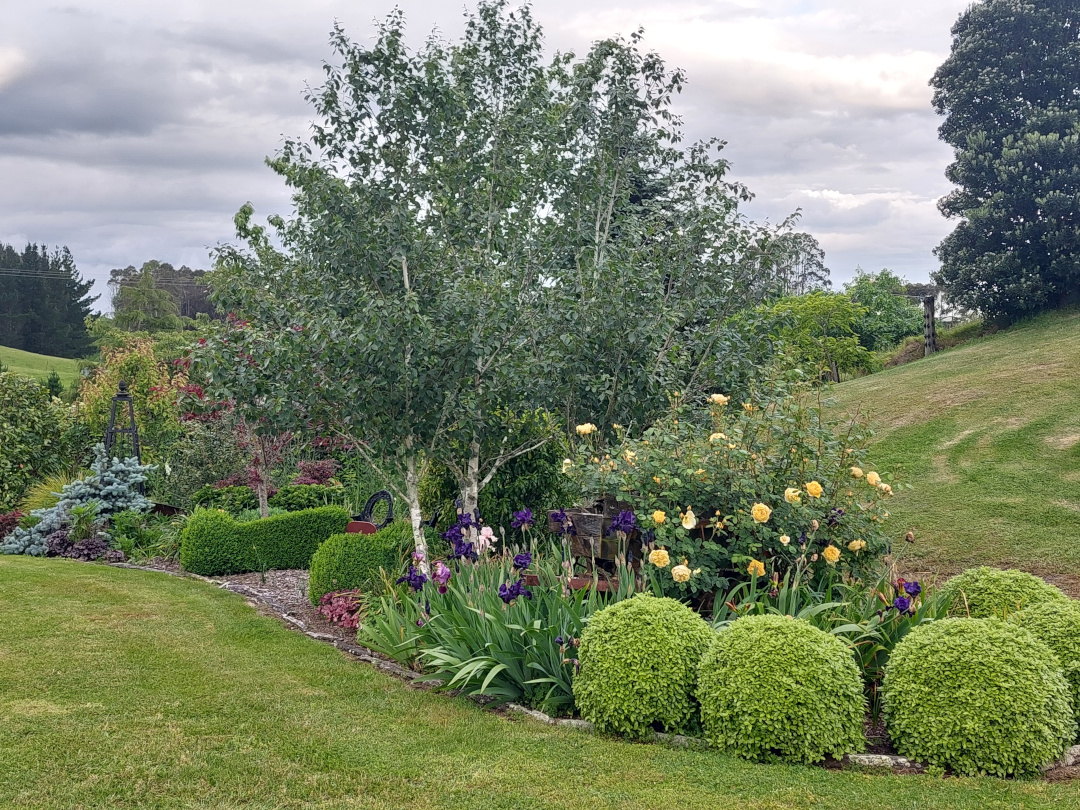 garden bed with small trees and round shrubs