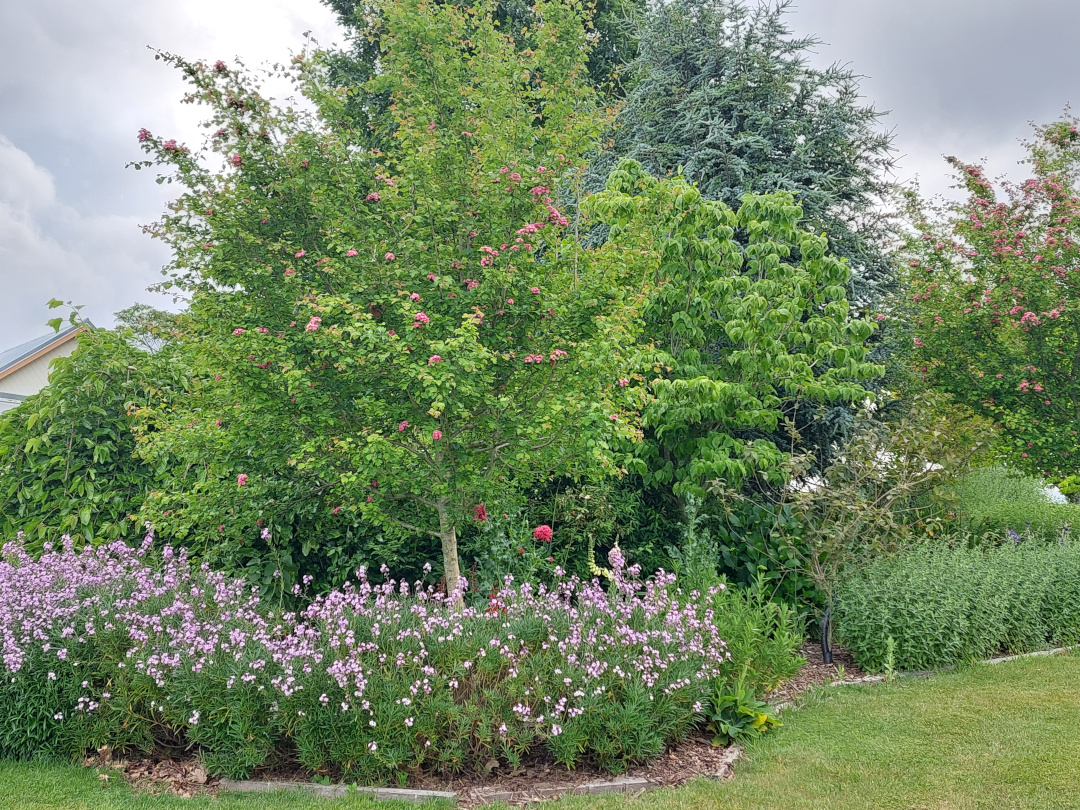 garden bed with trees and pink flowers