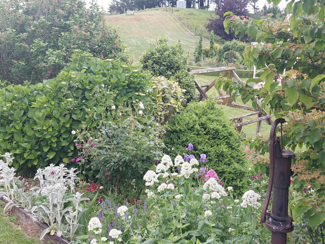 garden bed of shrubs and white flowers