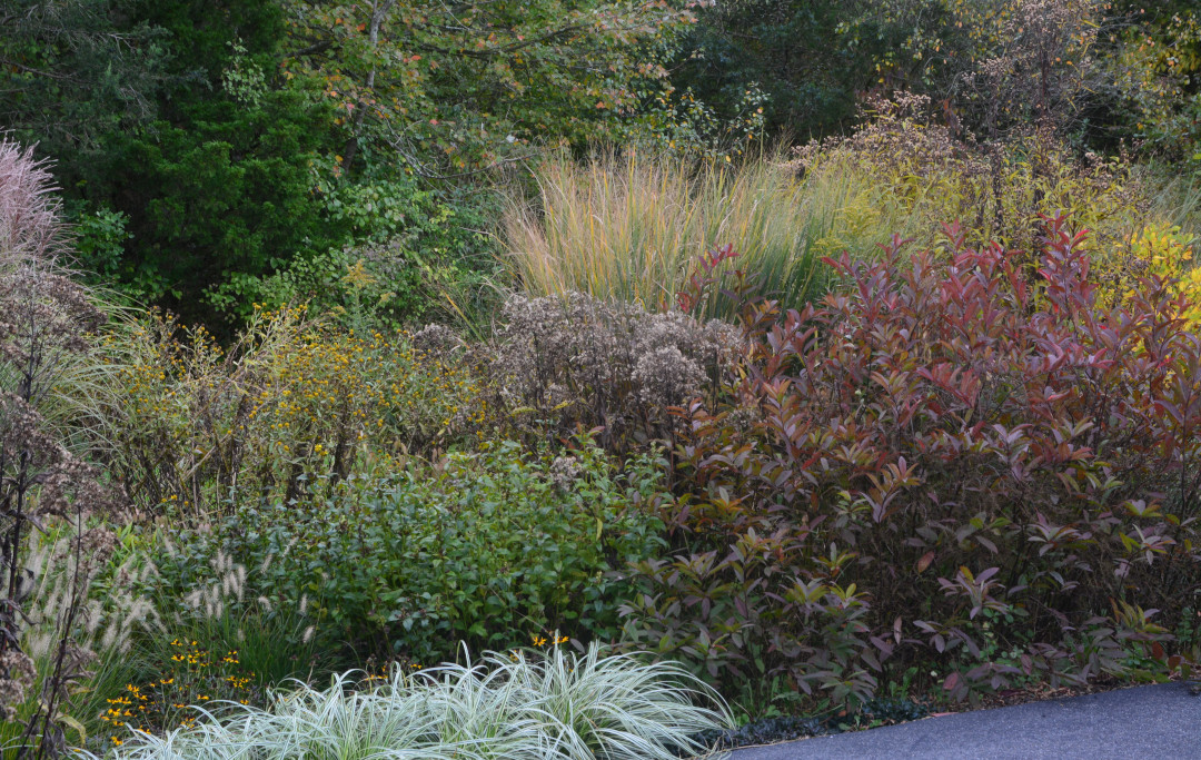 close up of foliage plants in fall garden