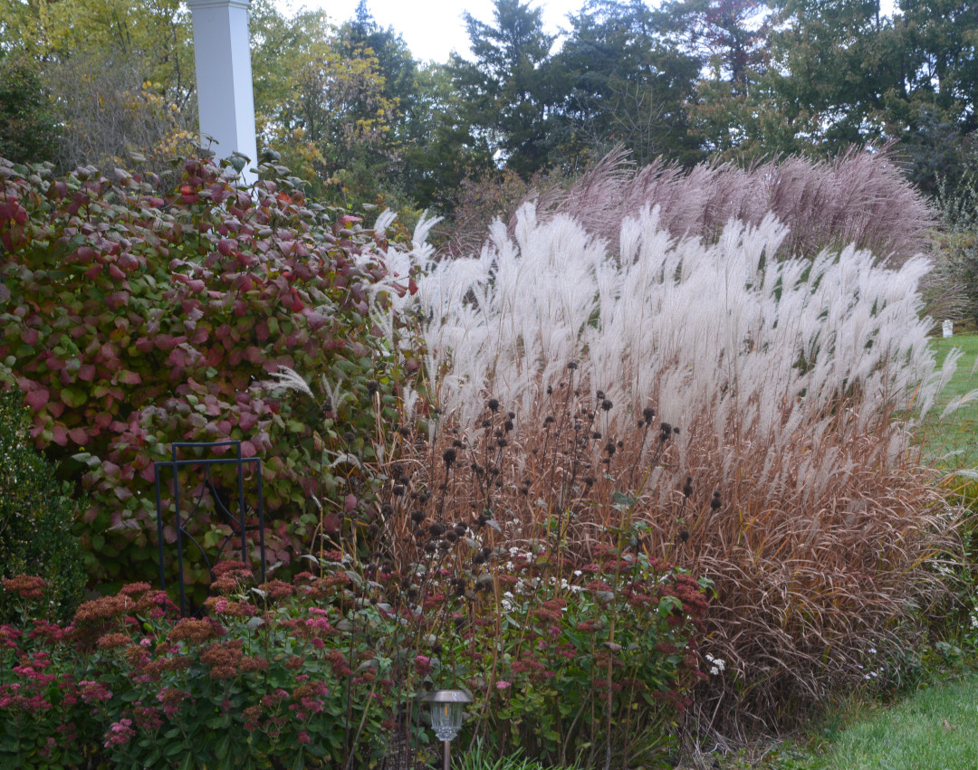 pink perennials and silver ornamental grass