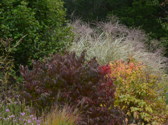 foliage plants in various colors in fall