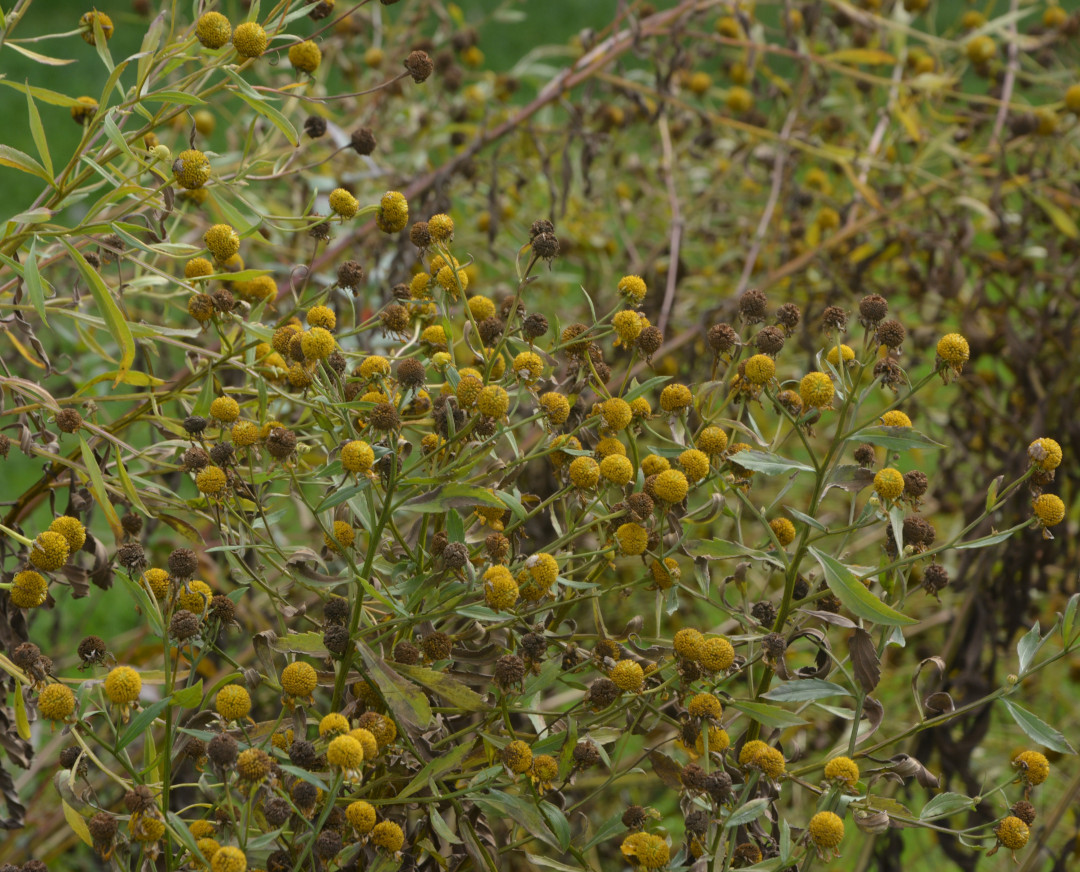 close up of Sneezeweed right before going to seed