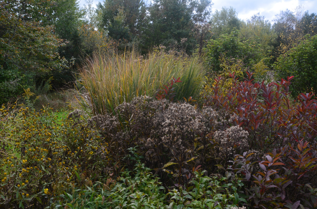 garden bed full of fall foliage