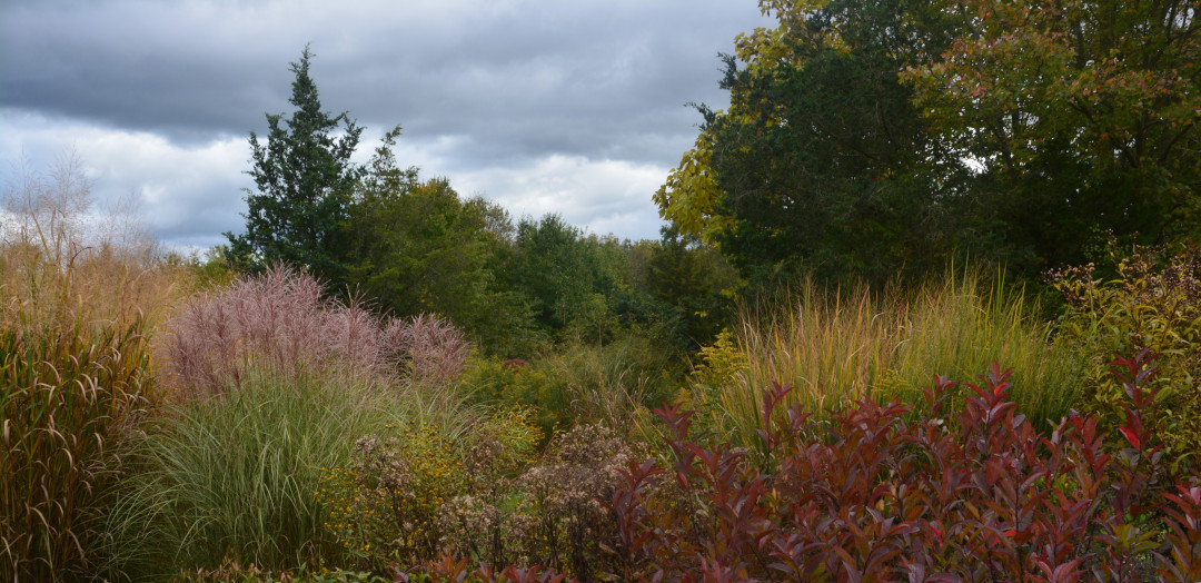 wide view of garden with lots of ornamental grass in fall