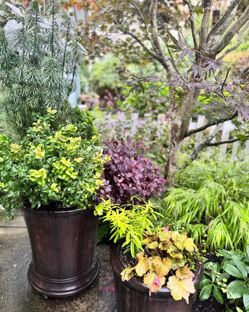 close up of various foliage plants in containers