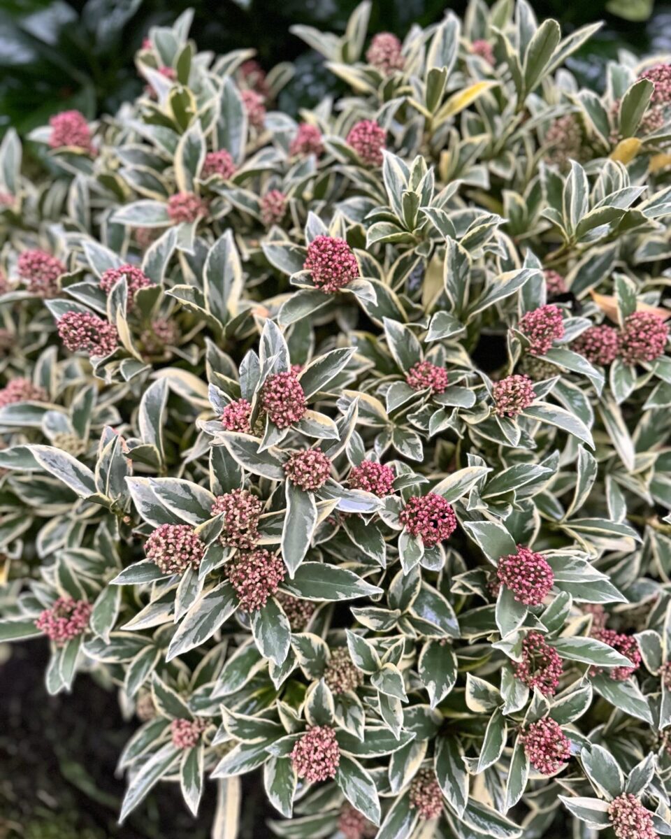 close up of variegated skimmia