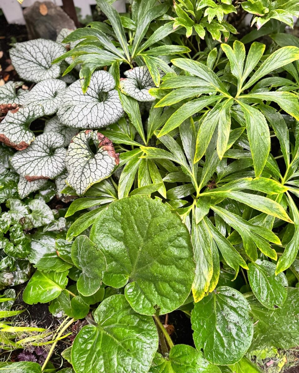 close up of shiny green foliage plants next to variegated foliage plant