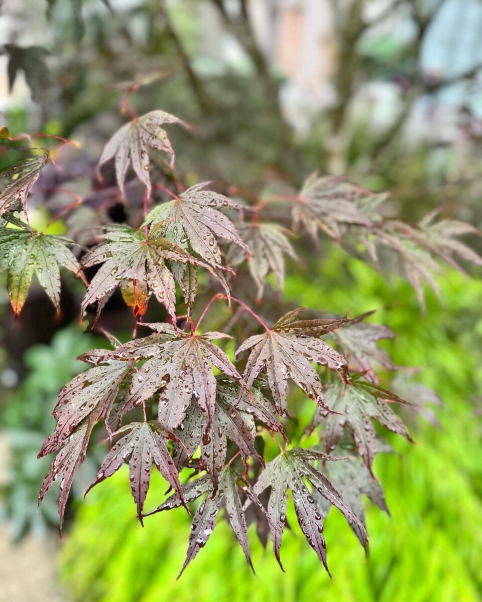 close up of dark Japanese maple foliage