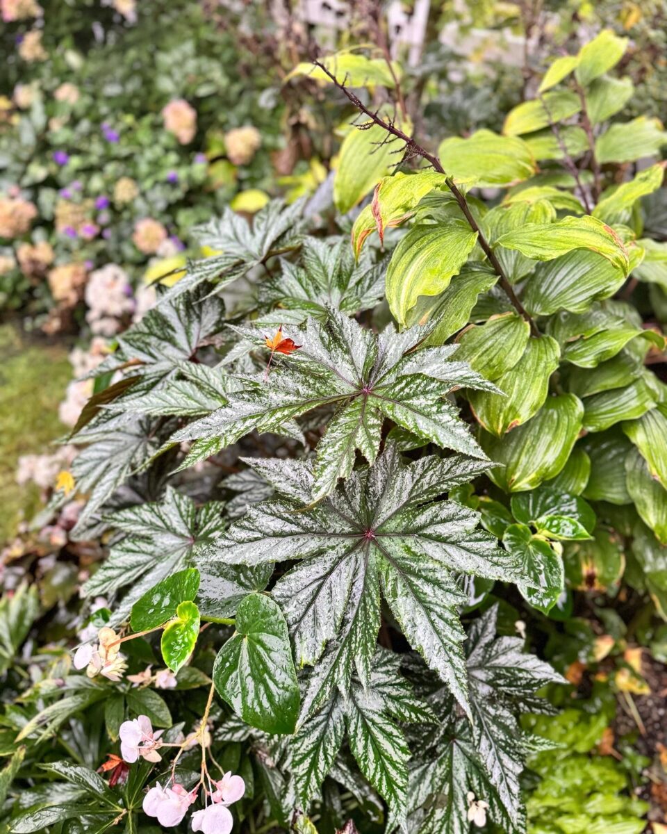 close up of shiny green foliage plants