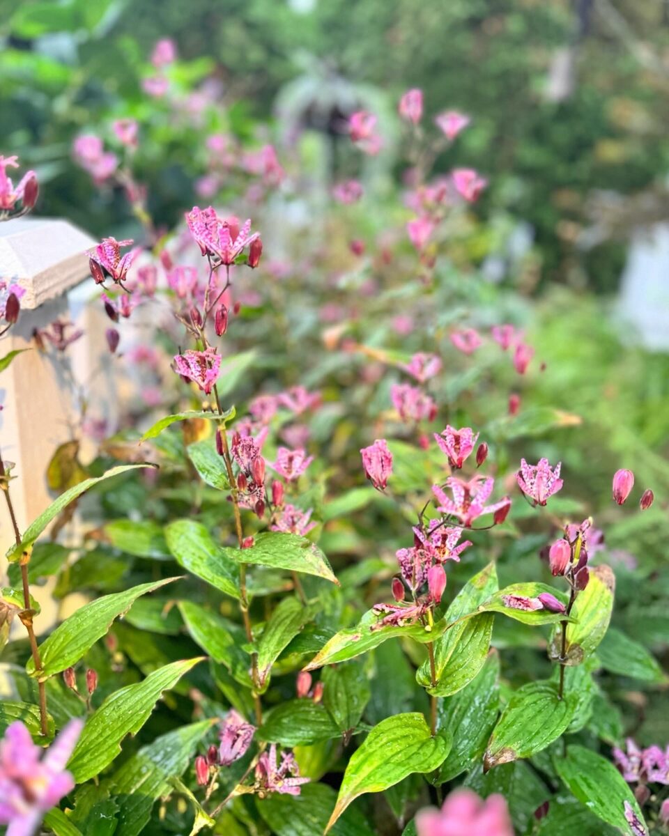 close up of toad lily with pink flowers