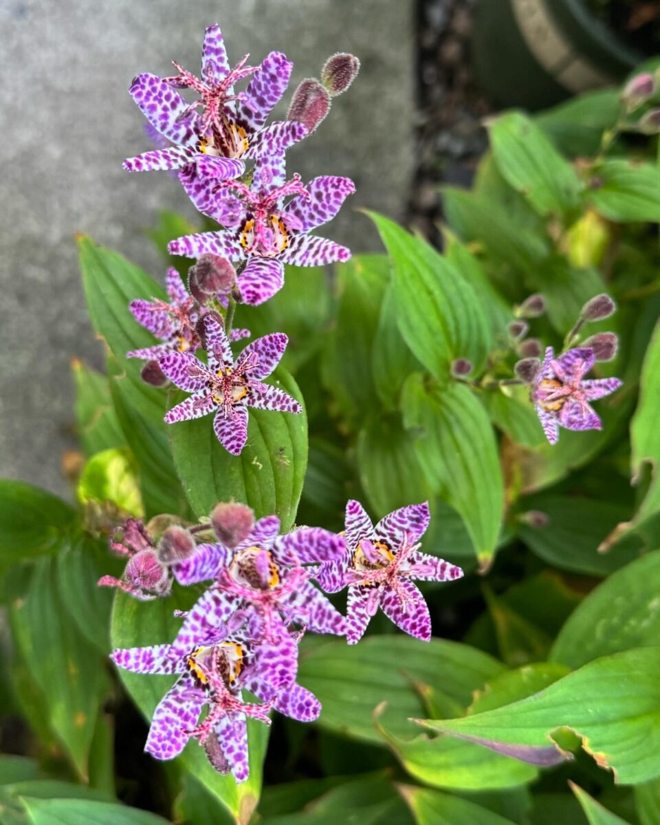 close up of speckled toad lily flowers