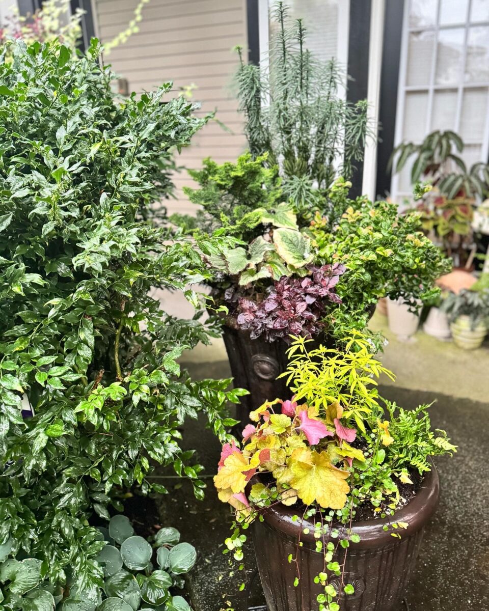 close up of more containers with foliage plants